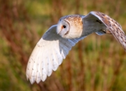 雷火电竞下载-终局咆哮，在寂静战场上，蒂亚戈用世界排名之夜为自己正名