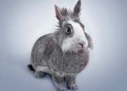 雷火电竞-终极生死战，爱尔兰绝境逢血性，恩佐一脚定乾坤