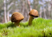 雷火电竞充值-阿坎吉定律，顶级舞台的聚光灯，如何让瑞士磐石与尼斯友谊赛的降维打击形成残酷镜像？