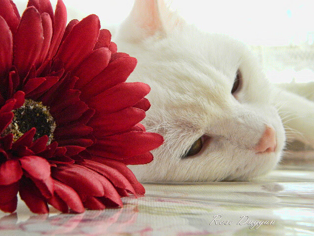 非典型胜利，当团队协作的钝刀切开天赋的锋芒