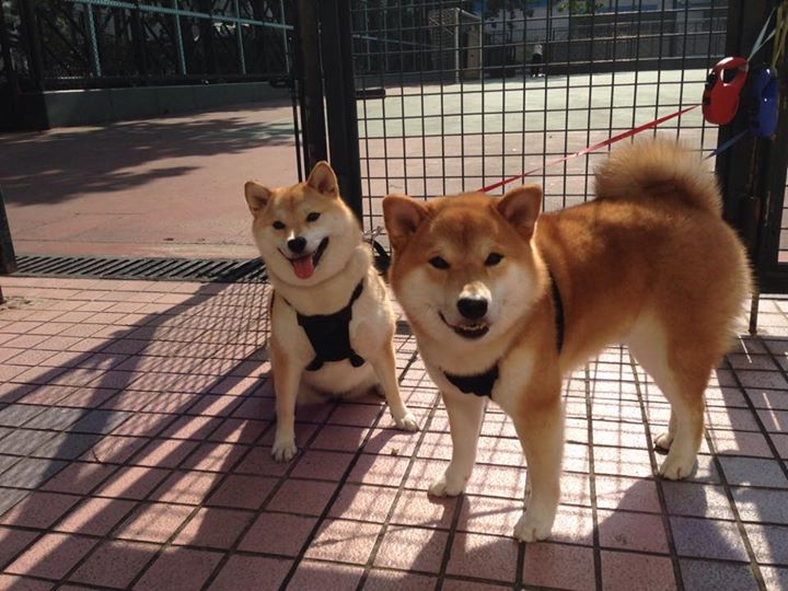 精密齿轮，当阿森纳的阵地控制遇见勇士的战术炼金术