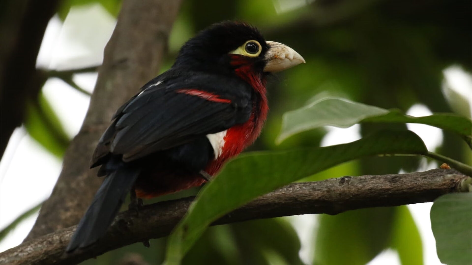 丹麦0-3葡萄牙，佩德里数据全面爆炸，超越数据的唯一性答案