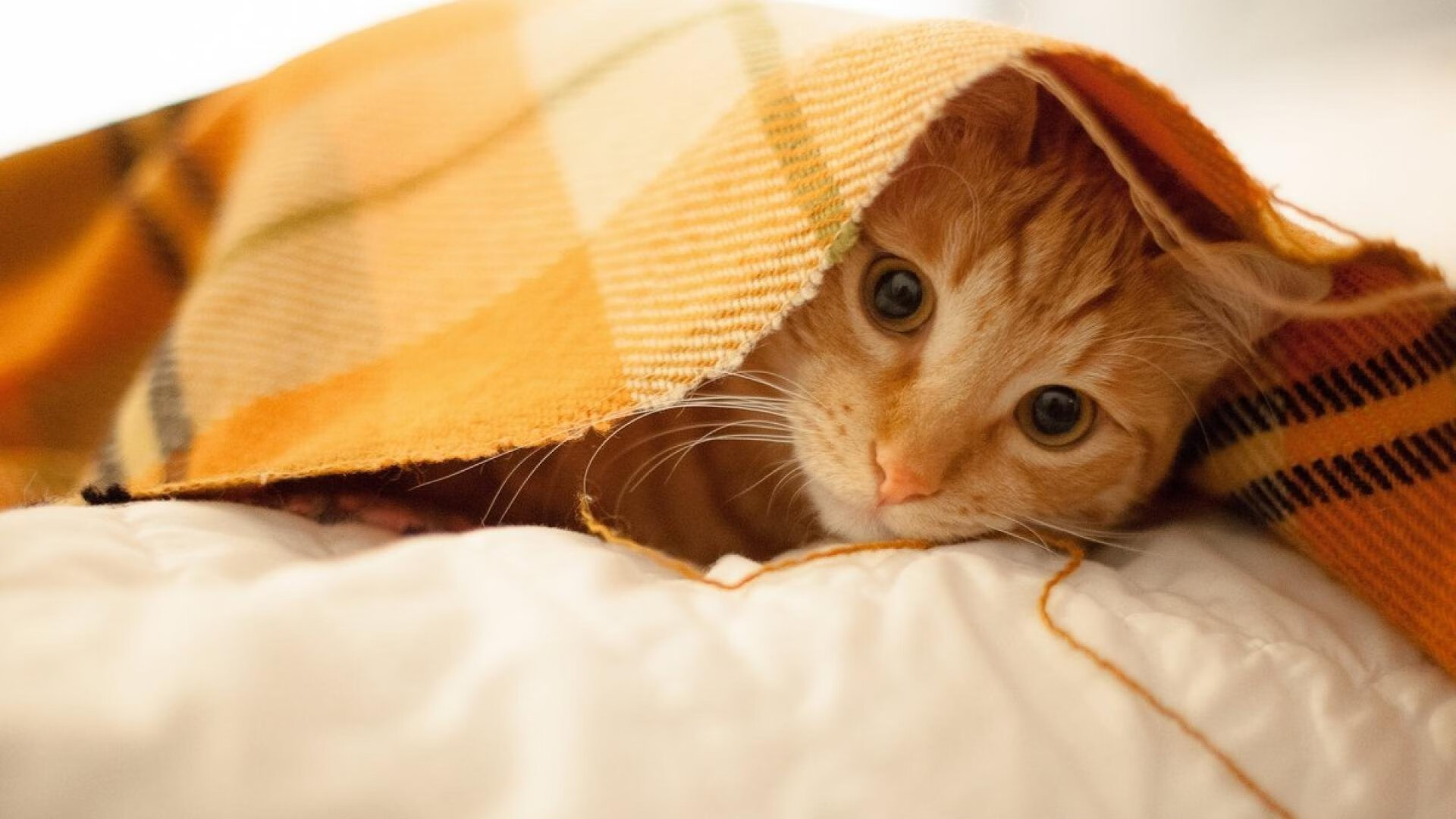 足球的平行宇宙,当潘帕斯雄鹰碾碎格子军团,看魔人哈兰德如何定义完美